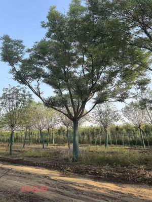 假植国槐工程苗实拍 冠幅饱满树形优美 景观国槐批发