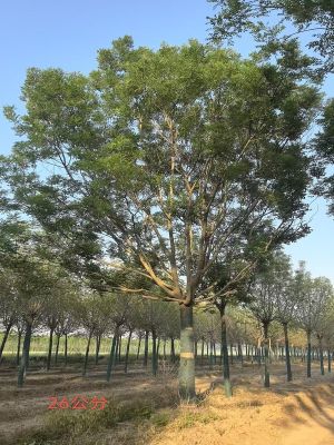 假植国槐批发基地实拍 大规格行道树国槐 苗木基地货源充足
