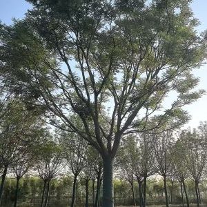 河北假植国槐种植基地实拍 规模化育苗成活率高 国槐产地直供