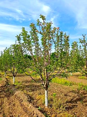观赏绚丽海棠河北保定安国市安东苗圃场